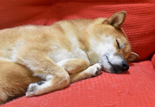 犬にも好きな音楽ってあるの 犬の聴覚や好みの音などについて解説します わんクォール 犬にも好きな音楽ってあるの 犬の聴覚や好みの音などについて解説します わんクォール