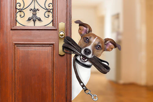 獣医師監修 犬に食事をおあずけさせる 待て はもう古い 正しい 待て の使い方 わんクォール