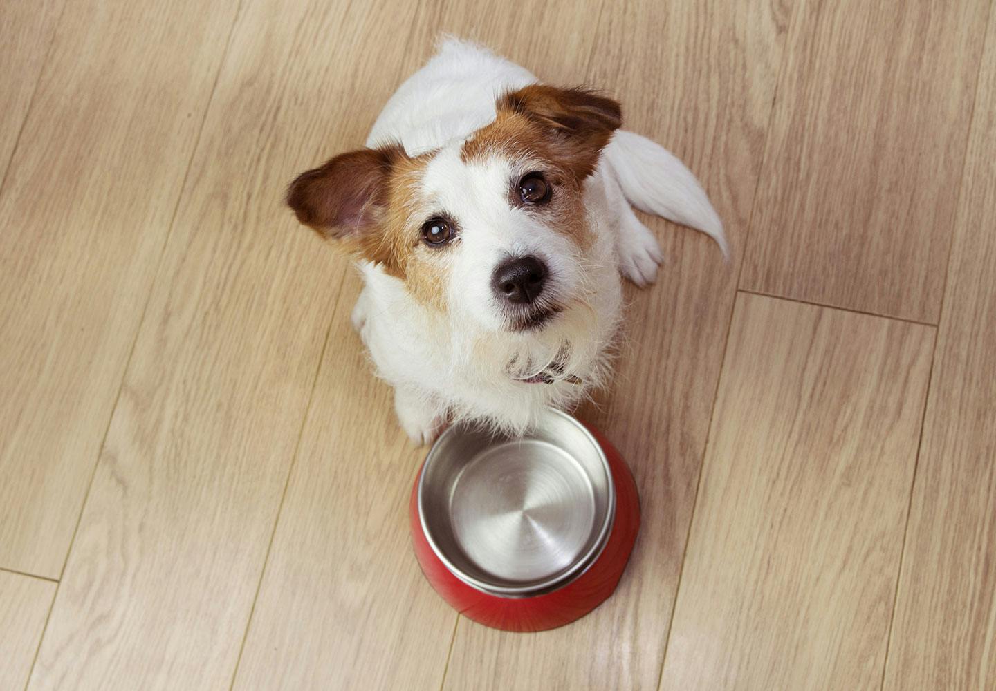 獣医師監修 犬も健康に腸内環境が関係している 毎日の食事や生活の中で気をつけるべきポイントを解説 わんクォール