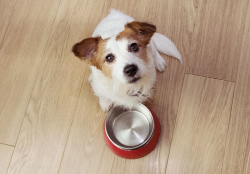 【獣医師監修】犬も健康に腸内環境が関係している？毎日の食事や生活の中で気をつけるべきポイントを解説