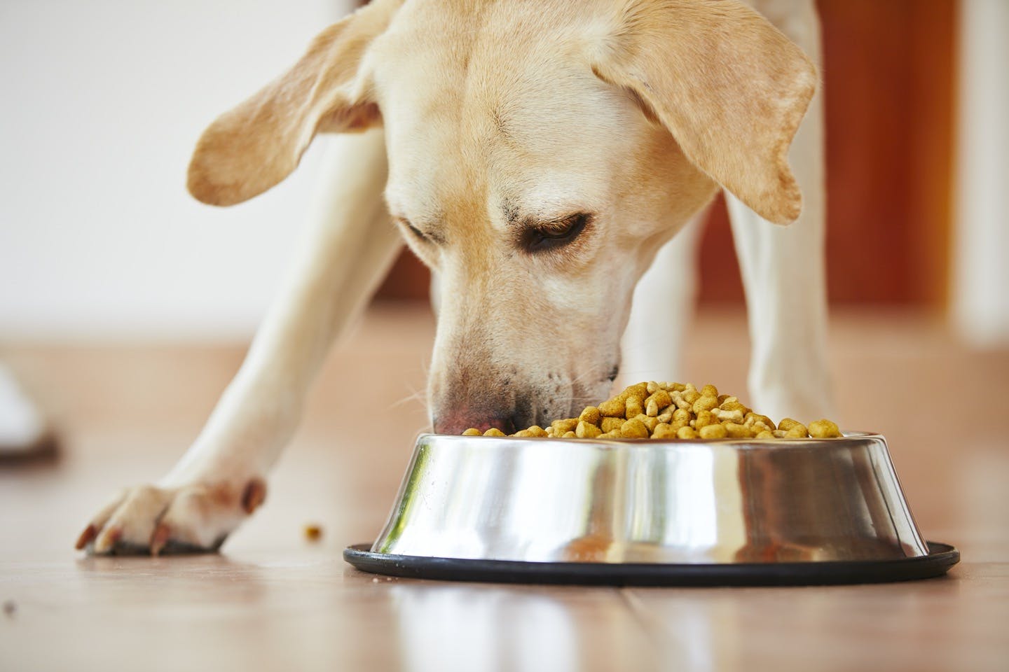 犬の食事は1日何回 子犬と成犬では回数が違う 食事の疑問を解決 わんクォール