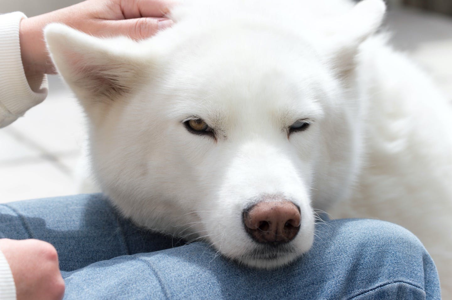 獣医師監修 犬がかかりやすい目の病気とは 早期発見のコツも Illness 病気 わんクォール