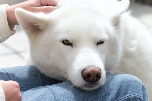 【獣医師監修】犬がかかりやすい目の病気とは？　早期発見のコツも