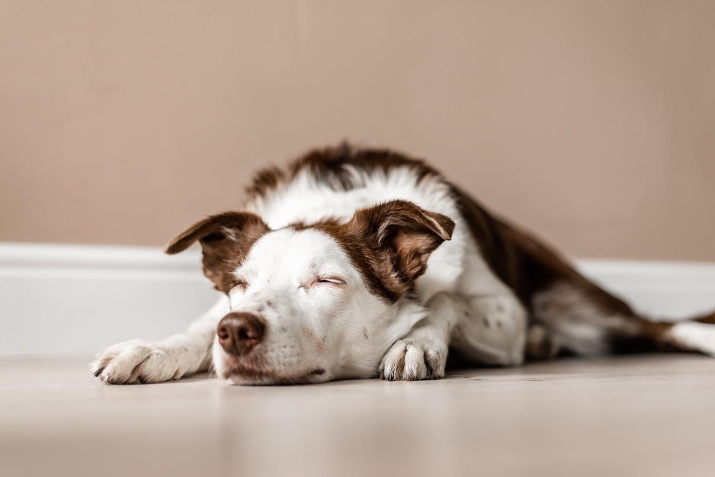 犬の緑内障　症状や原因、かかりやすい犬種