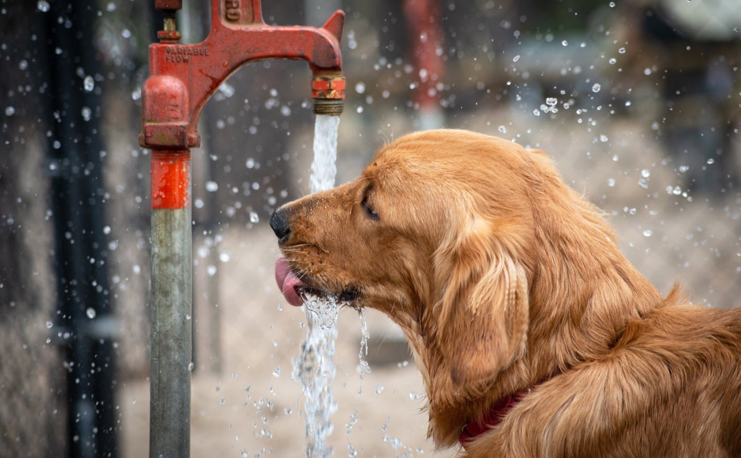 水道水や水素水は与えてok 犬に与えていい水の種類を解説 Illness 病気 わんクォール