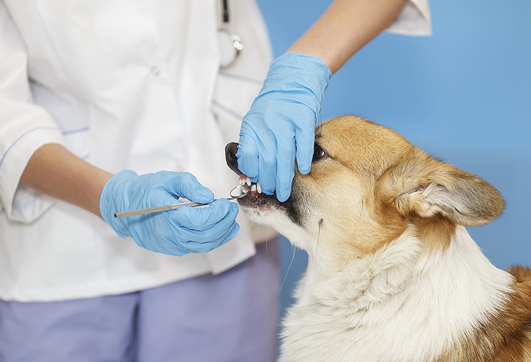 獣医師監修 犬の注意したい腫瘍とは 症状や治療法とともに解説 Illness 病気 わんクォール