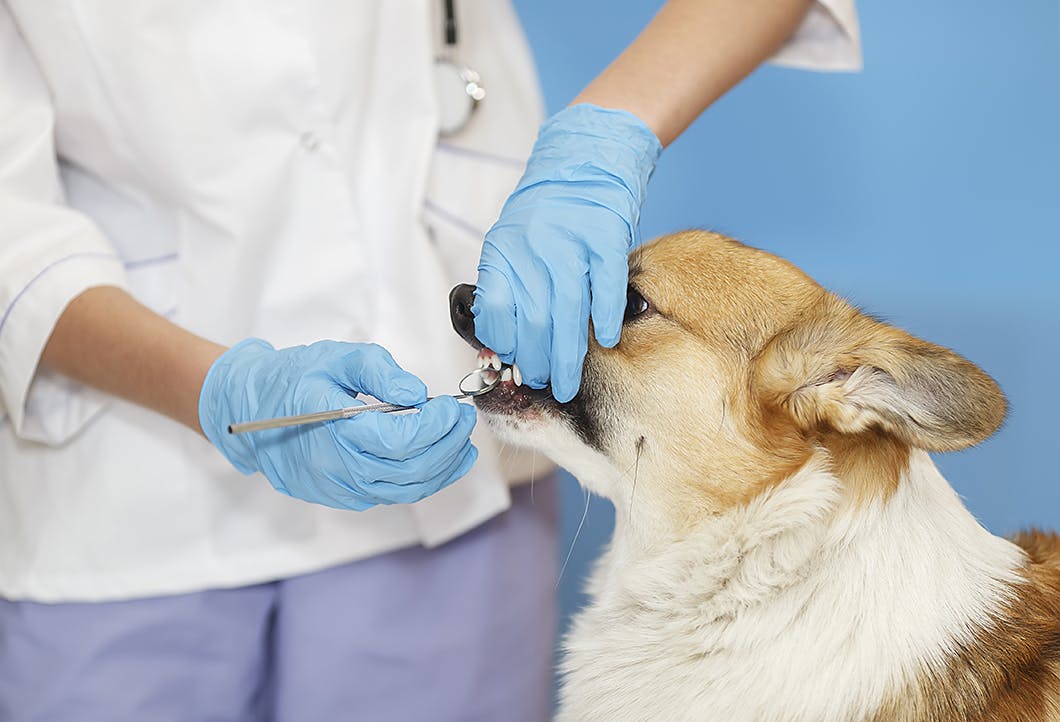 犬の注意したい腫瘍　口腔内の腫瘍