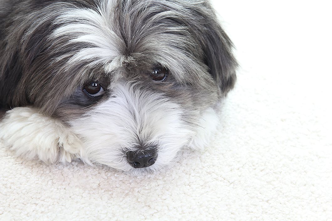 犬は目の病気になりやすい かかりやすい犬の３つ特徴 獣医師監修 わんクォール