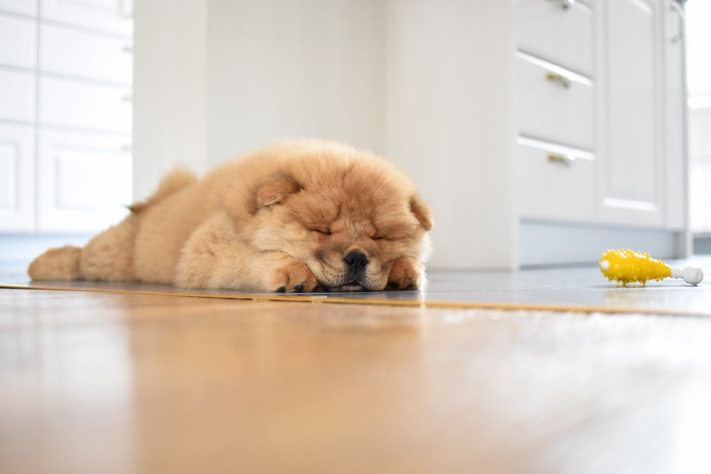 【獣医師監修】室内でも油断禁物！留守番も意識した愛犬の熱中症対策