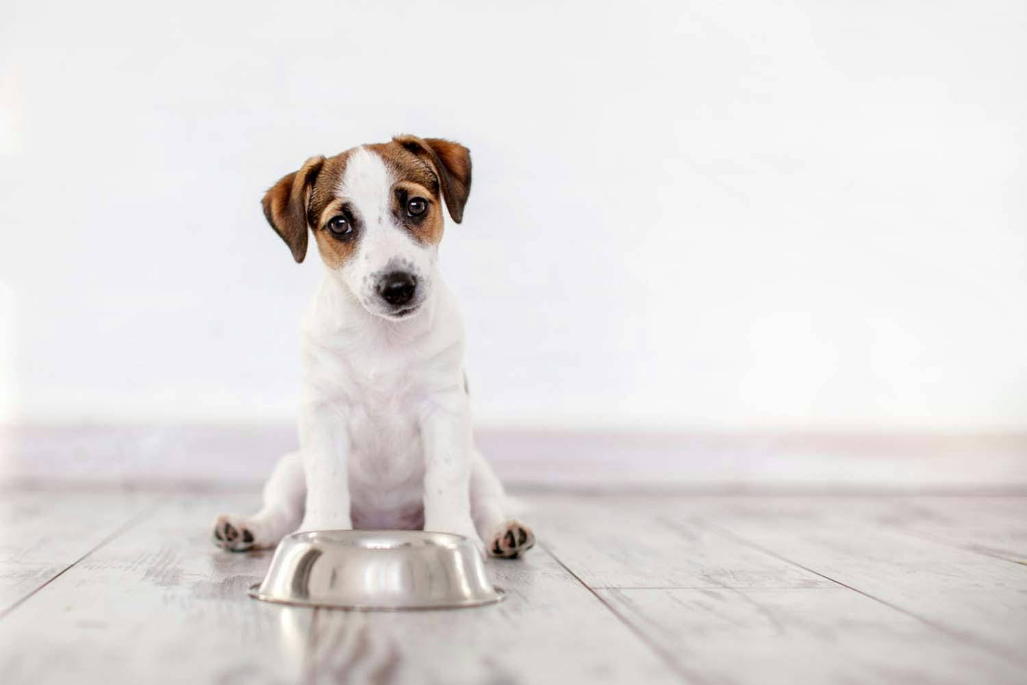 犬が水を飲まないときはどうすればいい？獣医師が解決方法をアドバイス！