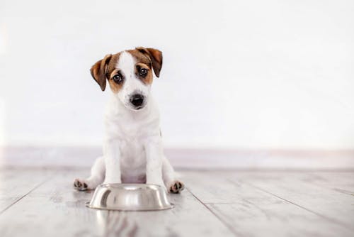 犬が水を飲まないときはどうすればいい 獣医師が解決方法をアドバイス わんクォール