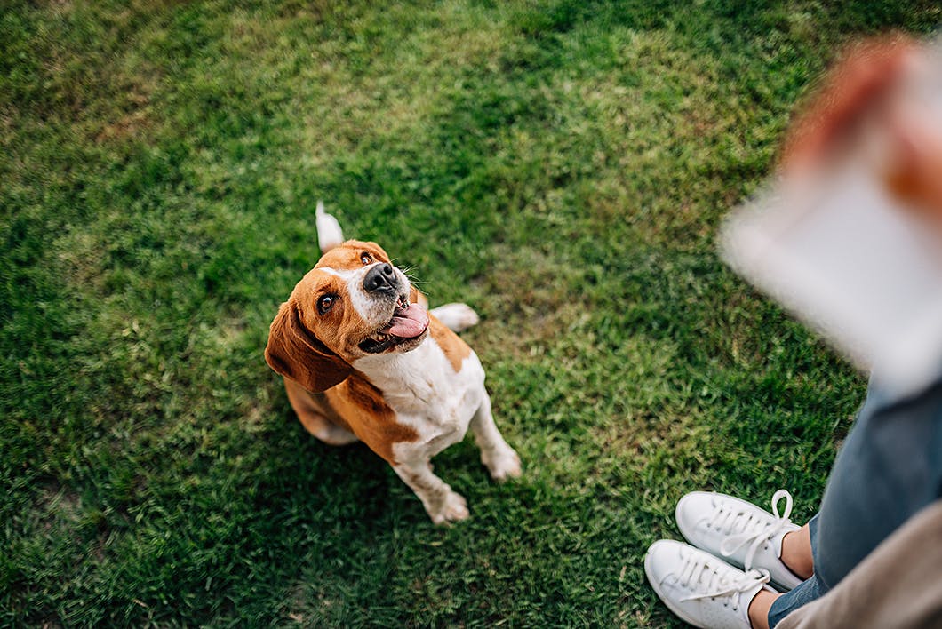 しつけの基本 愛犬に教えておきたい5つのコマンドをご紹介 わんクォール