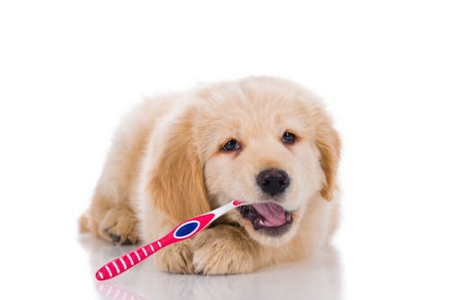 歯ブラシが苦手な犬におすすめ 便利な犬用歯磨きグッズとは わんクォール