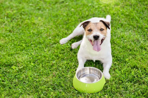 愛犬が水を飲まない理由や対処法は 犬の飲み水に関するfaqまとめ わんクォール