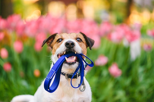 散歩中に愛犬が吠える 引っ張る そんなときどうしたらいいの わんクォール 散歩中に愛犬が吠える 引っ張る そんなときどうしたらいいの わんクォール