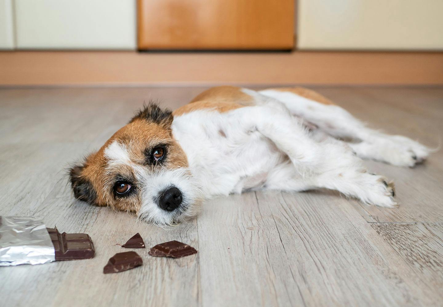 獣医師監修 犬にチョコレートが危険な理由とは 食べてしまった時の症状や対処法 誤食を防ぐポイントなどを解説 Illness 病気 わんクォール