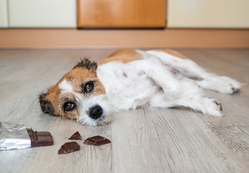 犬にチョコレートは危険！もし食べてしまった時の症状と対処法、誤食を防ぐ予防策を解説【獣医師監修】