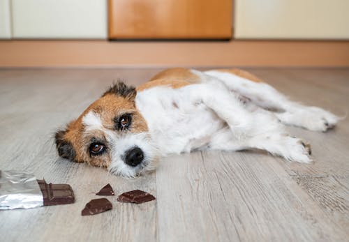 犬にチョコレートは危険 もし食べてしまった時の症状と対処法 誤食を防ぐ予防策を解説 獣医師監修 わんクォール