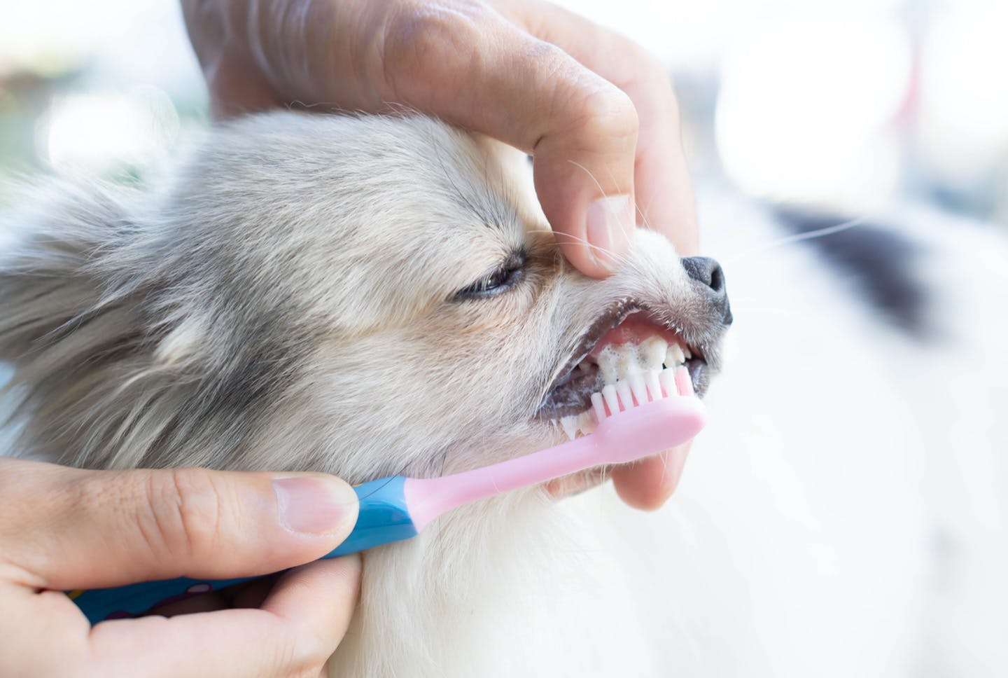 愛犬の歯垢・歯石防止対策　歯みがき