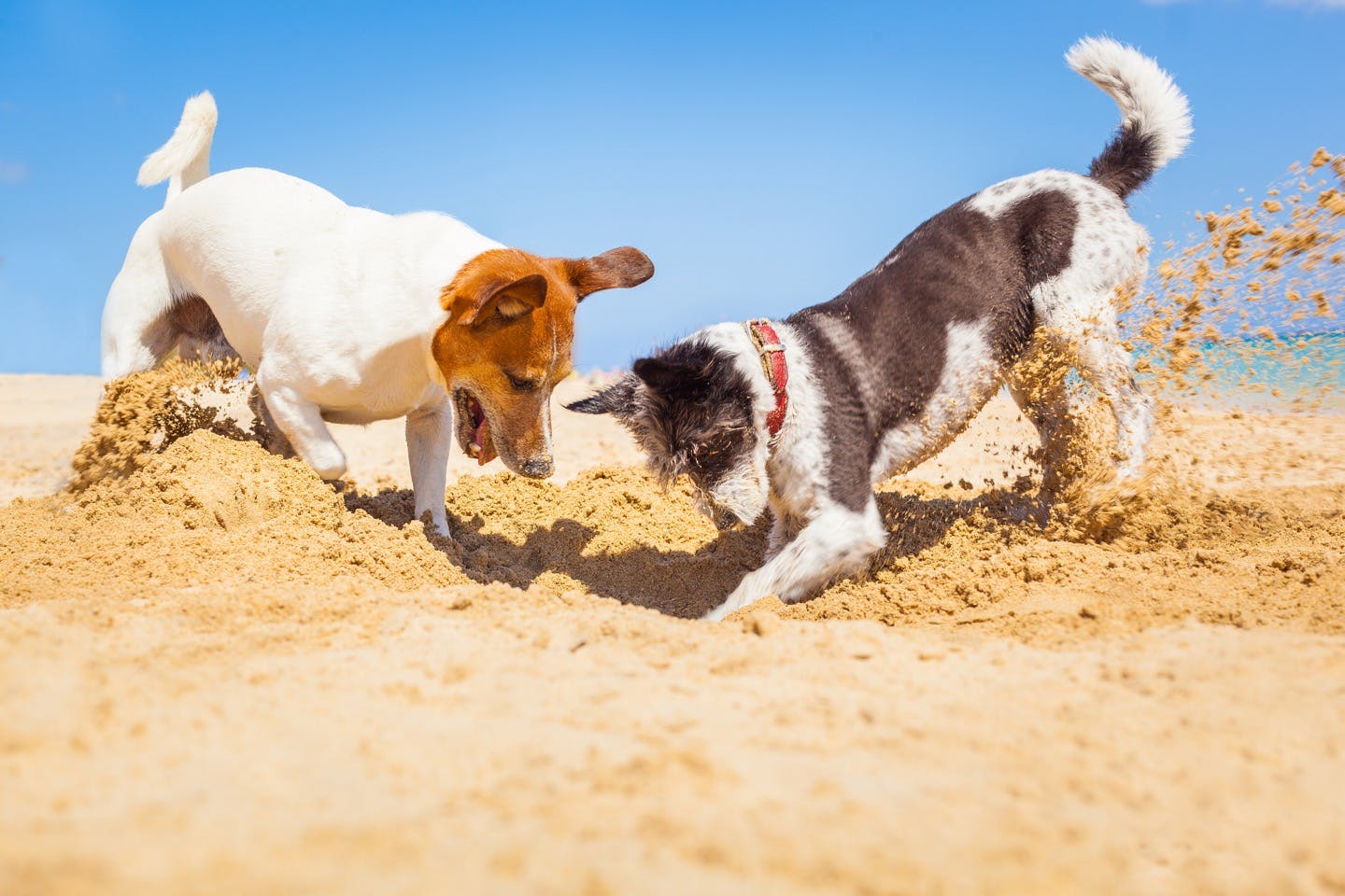 【獣医師監修】犬の熱中症対策！散歩や車の外出時の注意点。