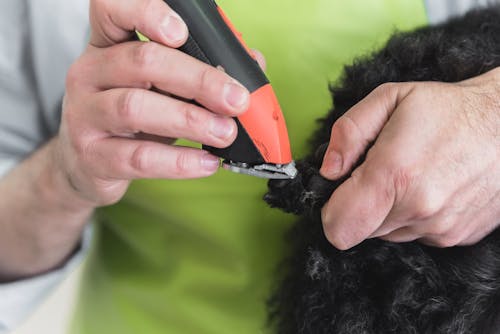 ケガを予防する 犬の足の裏の毛のバリカンカット方法や注意点とは わんクォール ケガを予防する 犬の足の裏の毛のバリカンカット方法や注意点とは わんクォール