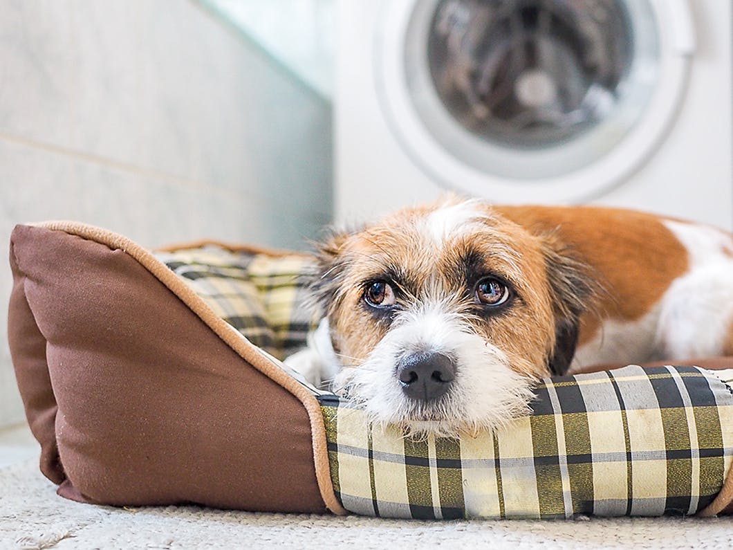 獣医師監修 異物が出てこない 犬の誤飲 誤食時の正しい対処法とは Illness 病気 わんクォール