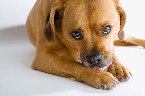 これってクセ それとも病気 かわいいけれど不思議な犬のしぐさ わんクォール