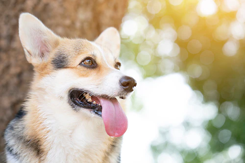 人と犬で体の構造は違う 人にはなくて犬にはある生理現象と注意点 わんクォール