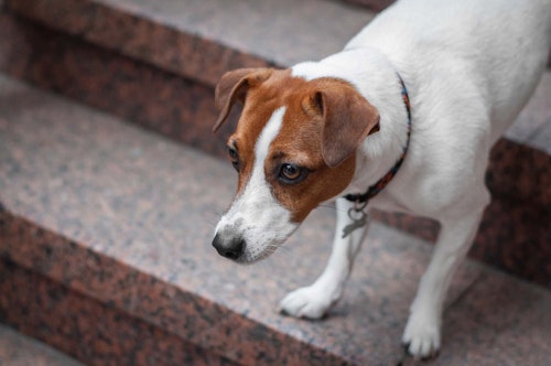 獣医師監修 犬が階段や段差を怖がる 考えられる病気は 犬の健康診断 わんクォール