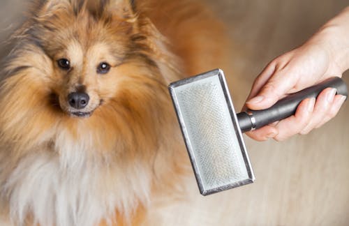 愛犬におすすめのブラシは 犬の毛の長さ別にブラシの種類を解説 わんクォール 愛犬におすすめのブラシは 犬の毛の長さ別にブラシの種類を解説 わんクォール
