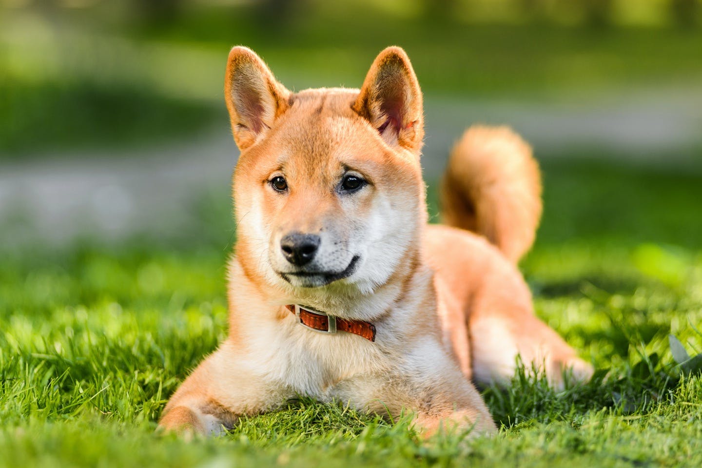 災害時や迷子になったときに備えて！愛犬にマイクロチップの装着を