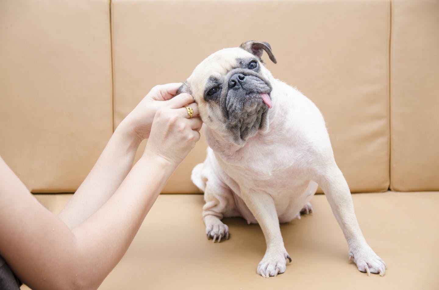 犬の耳掃除の正しいやり方とは 頻度や注意点についても解説 Care お手入れ わんクォール