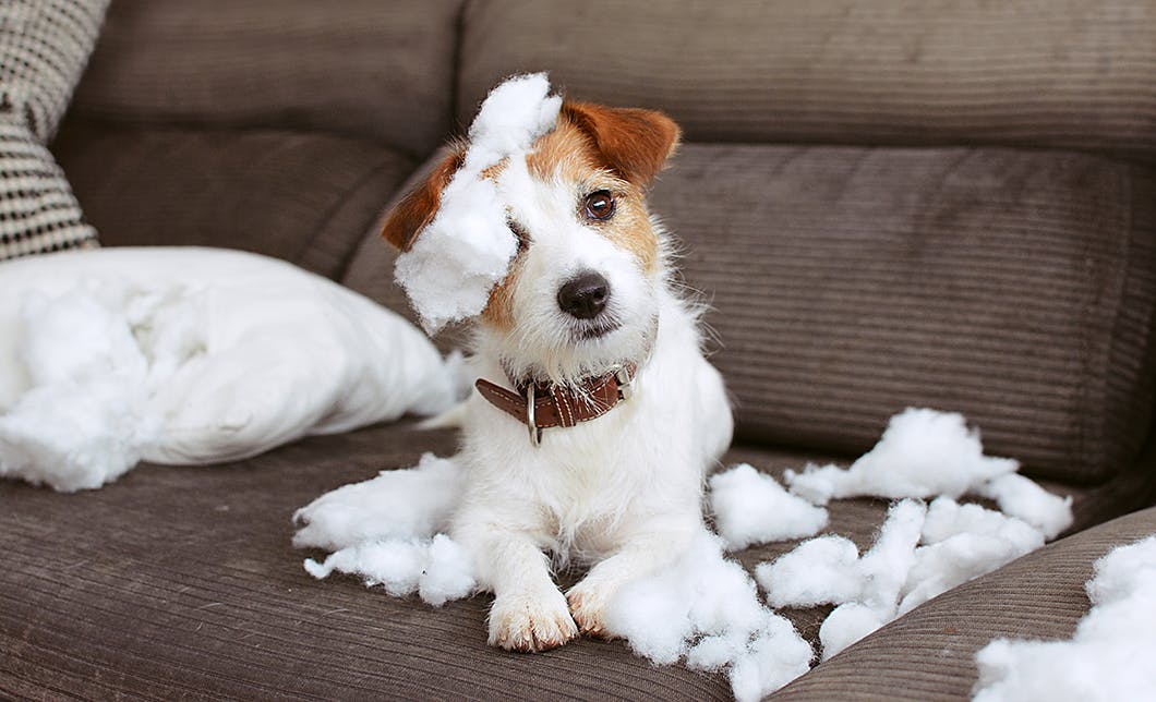 犬の誤飲 誤食を防ごう 家の中で気をつけたい異物と対策 Illness 病気 わんクォール