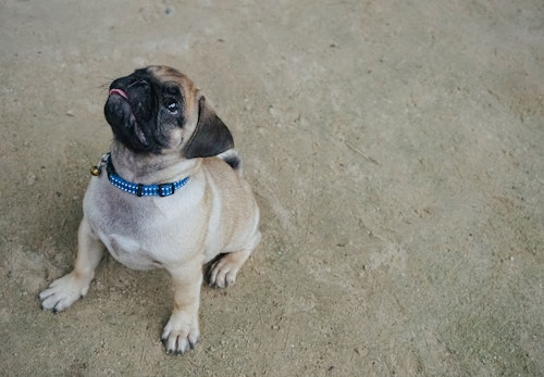 犬があごを乗せてくる理由とは 裏に隠された気持ちと注意点について解説 獣医師監修 わんクォール