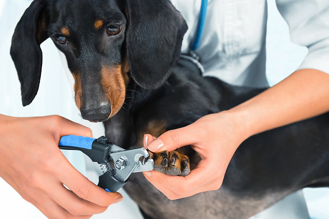 ケガの原因に 犬の爪切りの必要性や頻度 コツ 注意点をチェック Care お手入れ わんクォール