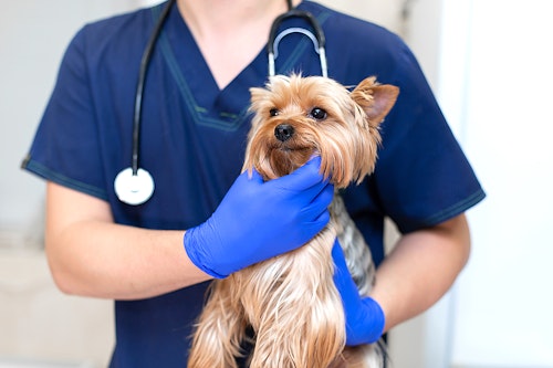 【獣医師監修】犬の膀胱炎や腎臓病の予防法って？原因・症状も解説