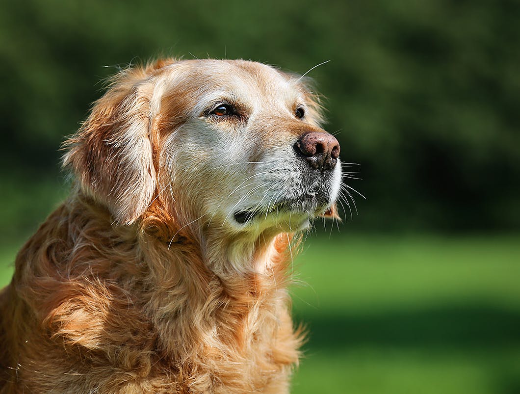 獣医師監修 老犬の元気がないのは病気のせい 加齢以外の原因とは Illness 病気 わんクォール