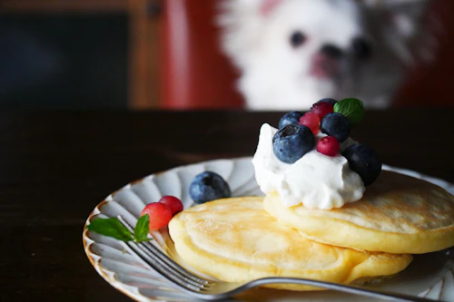 愛犬手作りごはん パンケーキ を作ろう Kitchen In Dogs わんクォール
