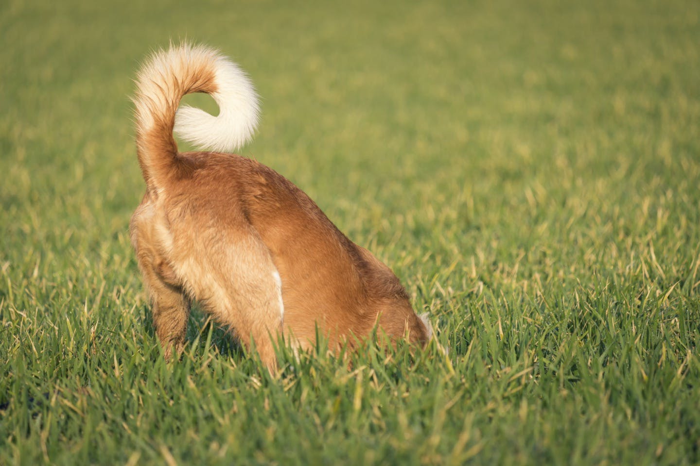 獣医師監修 赤く腫れる 血が出る 犬のおしりの異常でわかる病気 わんクォール