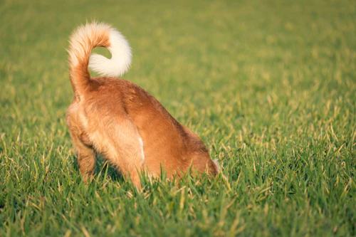 獣医師監修 赤く腫れる 血が出る 犬のおしりの異常でわかる病気 わんクォール