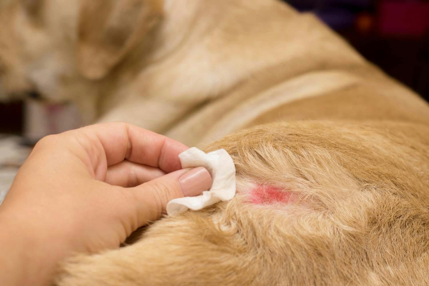 獣医師監修 換毛期以外での犬の抜け毛の原因とは 考えられる病気と対処法について解説 Illness 病気 わんクォール