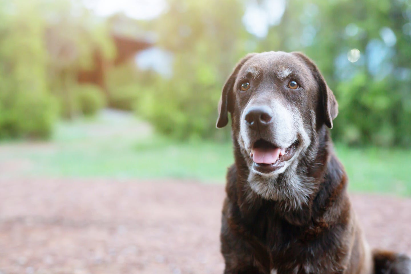 犬を上手にしつけるには しつけ上手な飼い主さんがやらない3のコト Training しつけ わんクォール