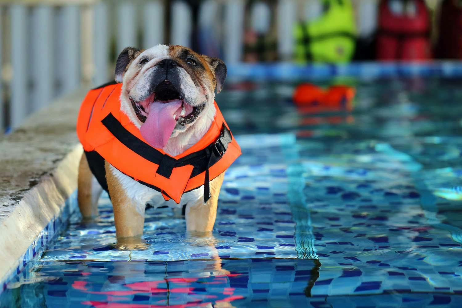 犬への水泳の練習方法　ライフジャケットを着た犬