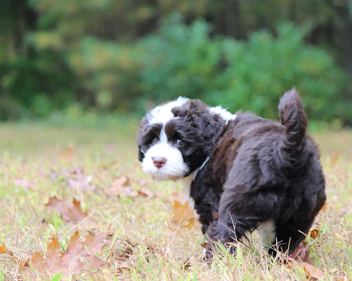 獣医師監修 赤く腫れる 血が出る 犬のおしりの異常でわかる病気 わんクォール