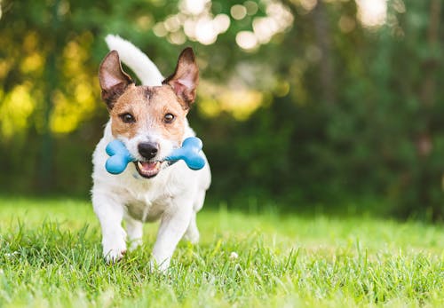 獣医師監修 犬の鳴き声には理由がある 鳴き方で分かる気持ちと しつけや対処法について解説 わんクォール 獣医師監修 犬の鳴き声には理由がある 鳴き方で分かる気持ちと しつけや対処法について解説 わんクォール