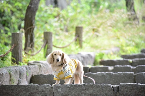 獣医師監修 犬が階段や段差を怖がる 考えられる病気は 犬の健康診断 わんクォール