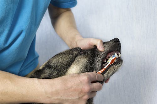 約80 が歯周病 犬の歯磨きの頻度やコツ 注意点を知って予防しよう わんクォール 約80 が歯周病 犬の歯磨きの頻度やコツ 注意点を知って予防しよう わんクォール