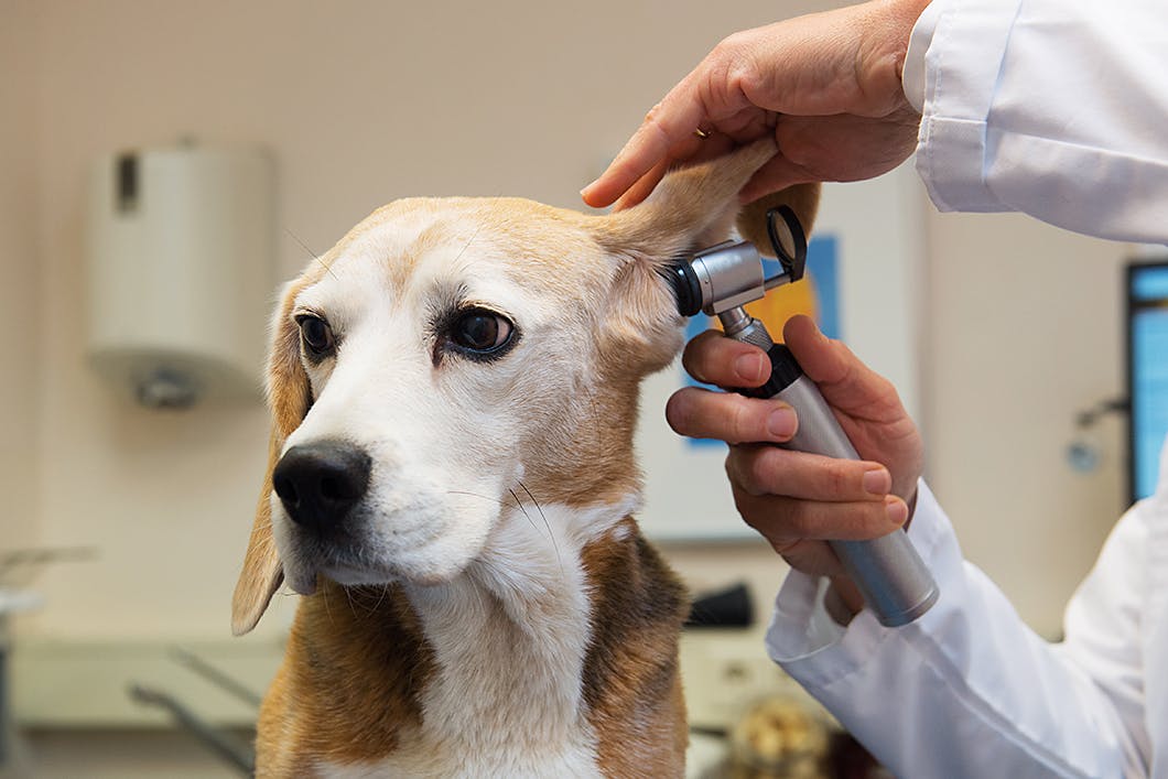 犬の耳掃除は必要 病気予防にも役立つ犬の耳掃除法 注意点 Care お手入れ わんクォール