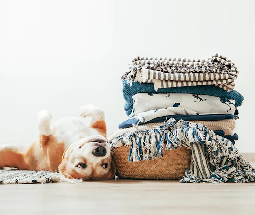 飼い主さんのことが大好きなサイン 犬が見せる不思議な行動をご紹介 わんクォール 飼い主さんのことが大好きなサイン 犬が見せる不思議な行動をご紹介 わんクォール