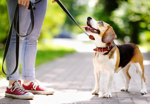 犬に蚊取り線香は大丈夫 使用時の注意点と犬用の虫よけグッズを選ぶポイントを紹介 獣医師監修 わんクォール